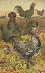 The Poultry of France